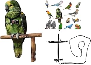 Adjustable Black Parrot Harness, Quick Attachment, Size from Cocorite to Amazon Elastic Tape 10 mm, Plastic or Metal Buckles Leash 10 mm 1 m (Black Plastic Buckles)