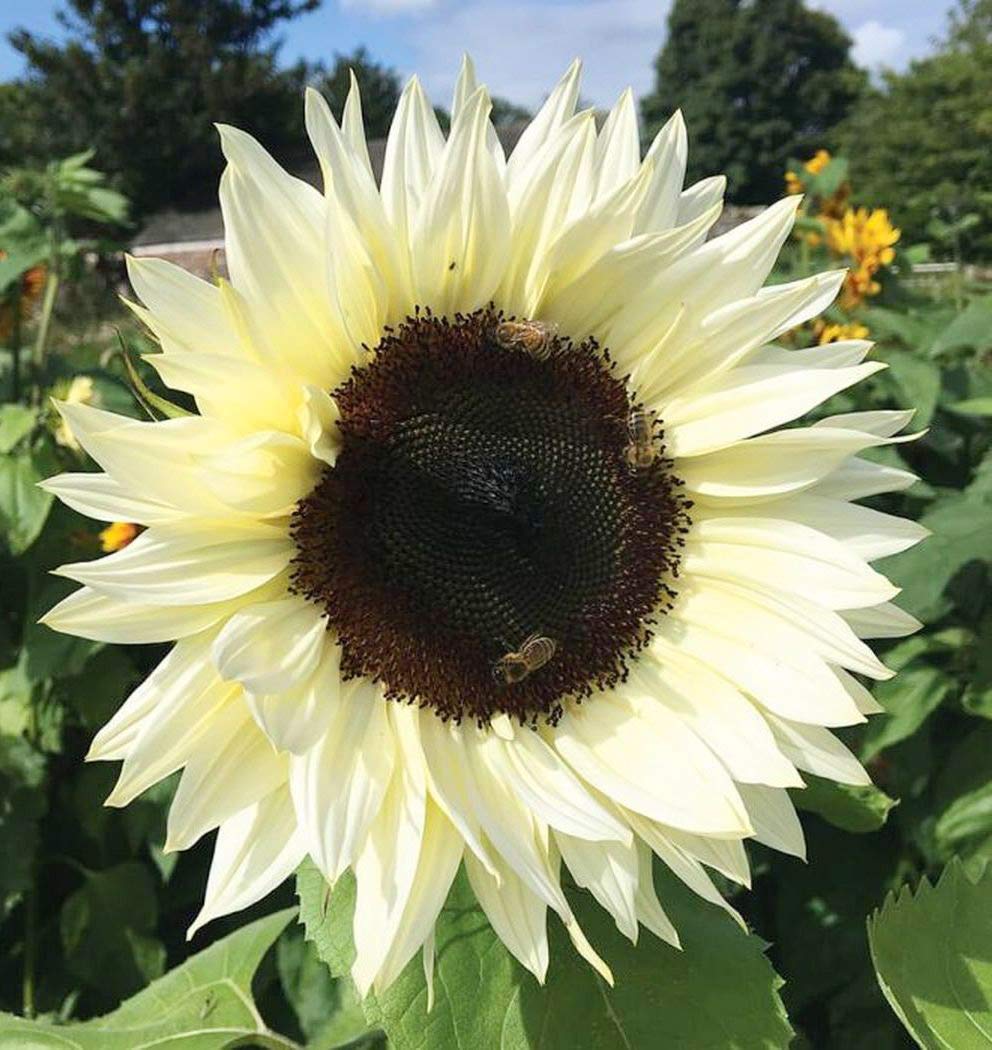 100+ Mix Color Sunflower Seeds for Planting Outdoors