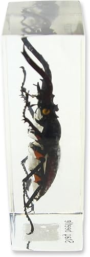 Miniatura 2 de Stag Beetle Pisapapeles (2.9x 1.6x 1")