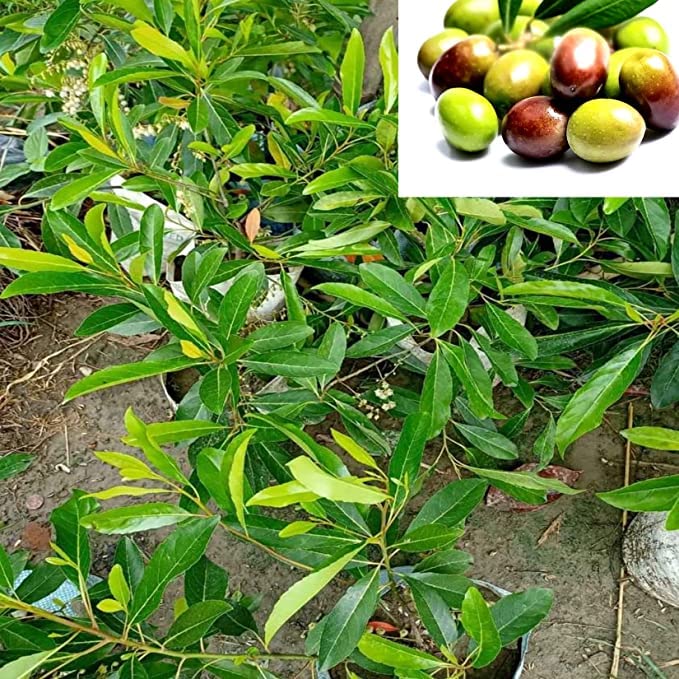 olive plant