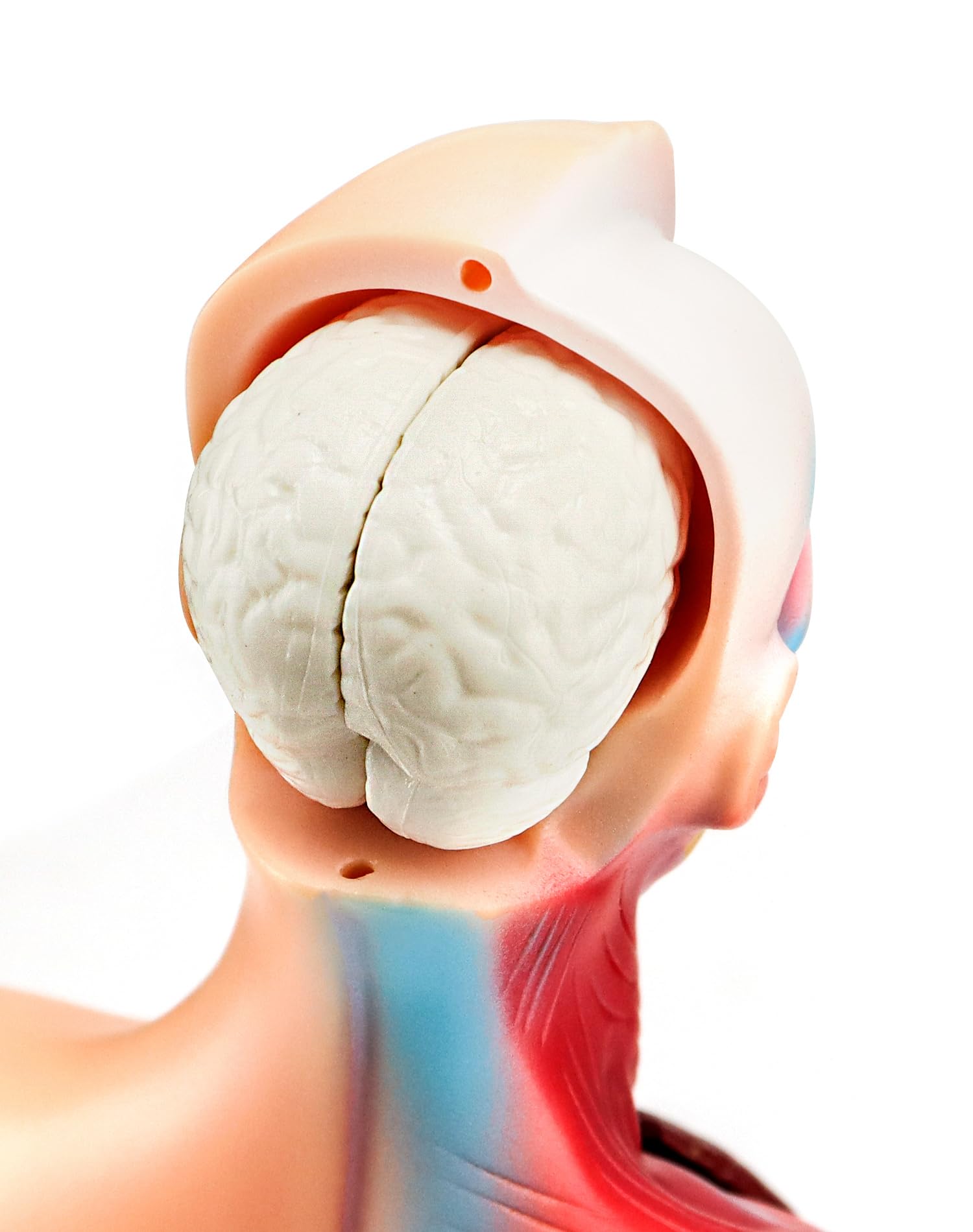 QWORK® 15 Pezzi Modello di Anatomia Umana - Cranio Cervello Torso e Organi Interni - per Studenti di Medicina Medici e Insegnanti - 28 cm