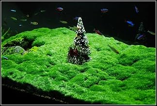 Hemianthus callitrichoides Cuba aquarium plant foreground