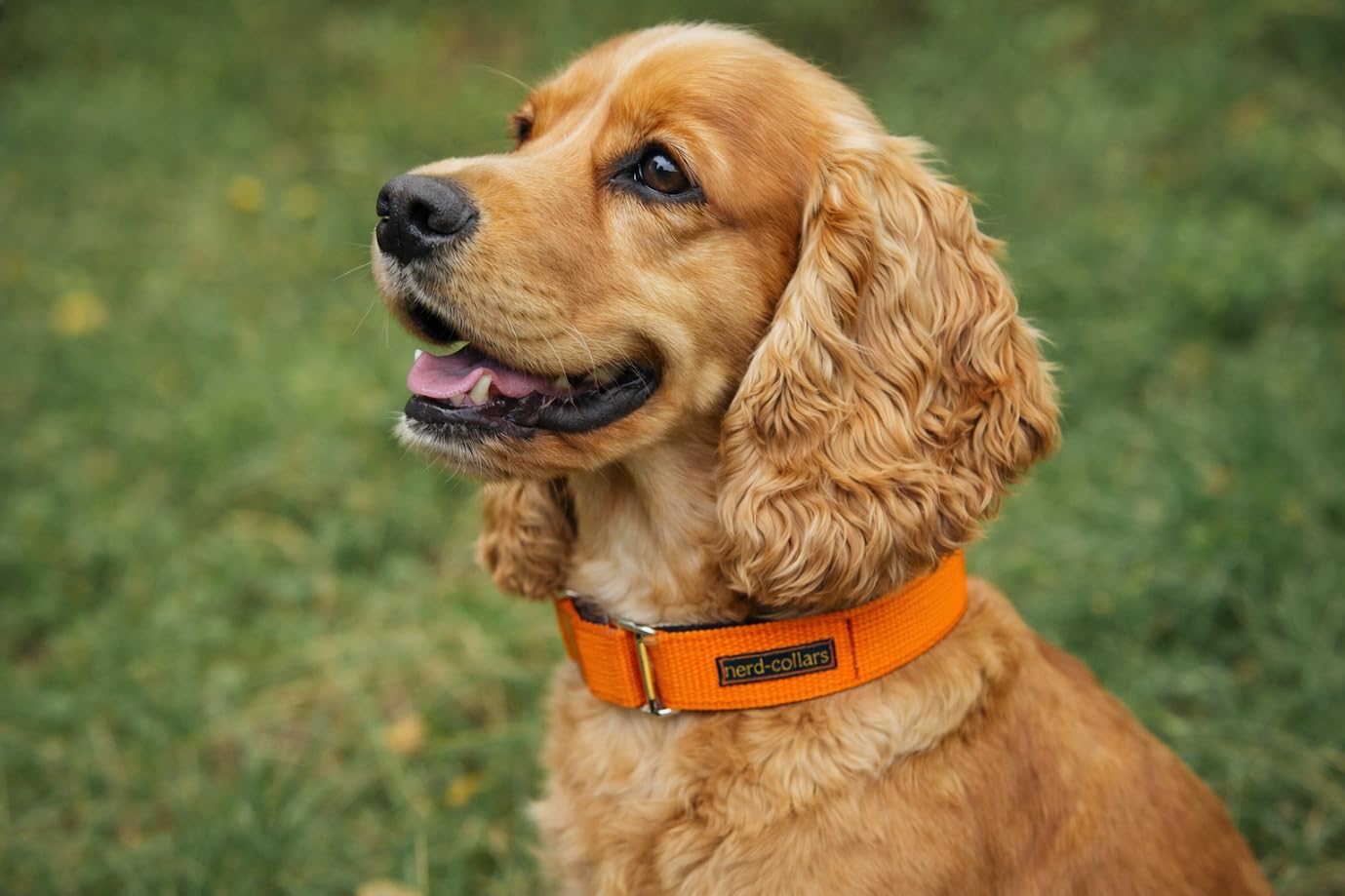 Breites 4cm Zugstopp-Halsband mit weicher Polsterung, verstellbar, robust & komfortabel in leuchtendem Orange, leicht & elegant (bis 38cm Hals- 44cm Kopfumfang)