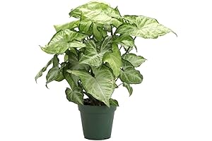 Thorsen's Greenhouse Live Syngonium Plant: The Stunning White Butterfly