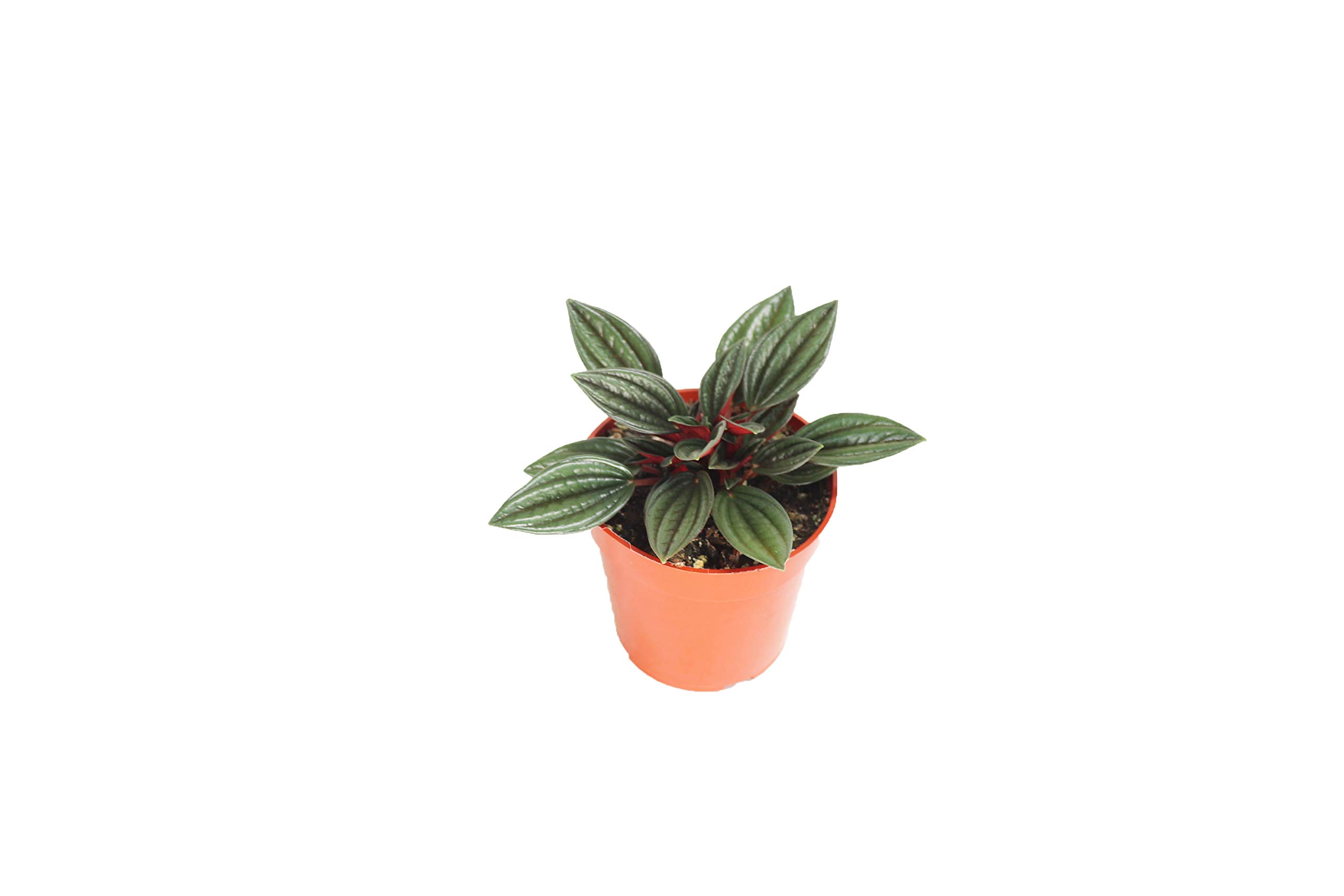 California Tropicals Peperomia Rosso
