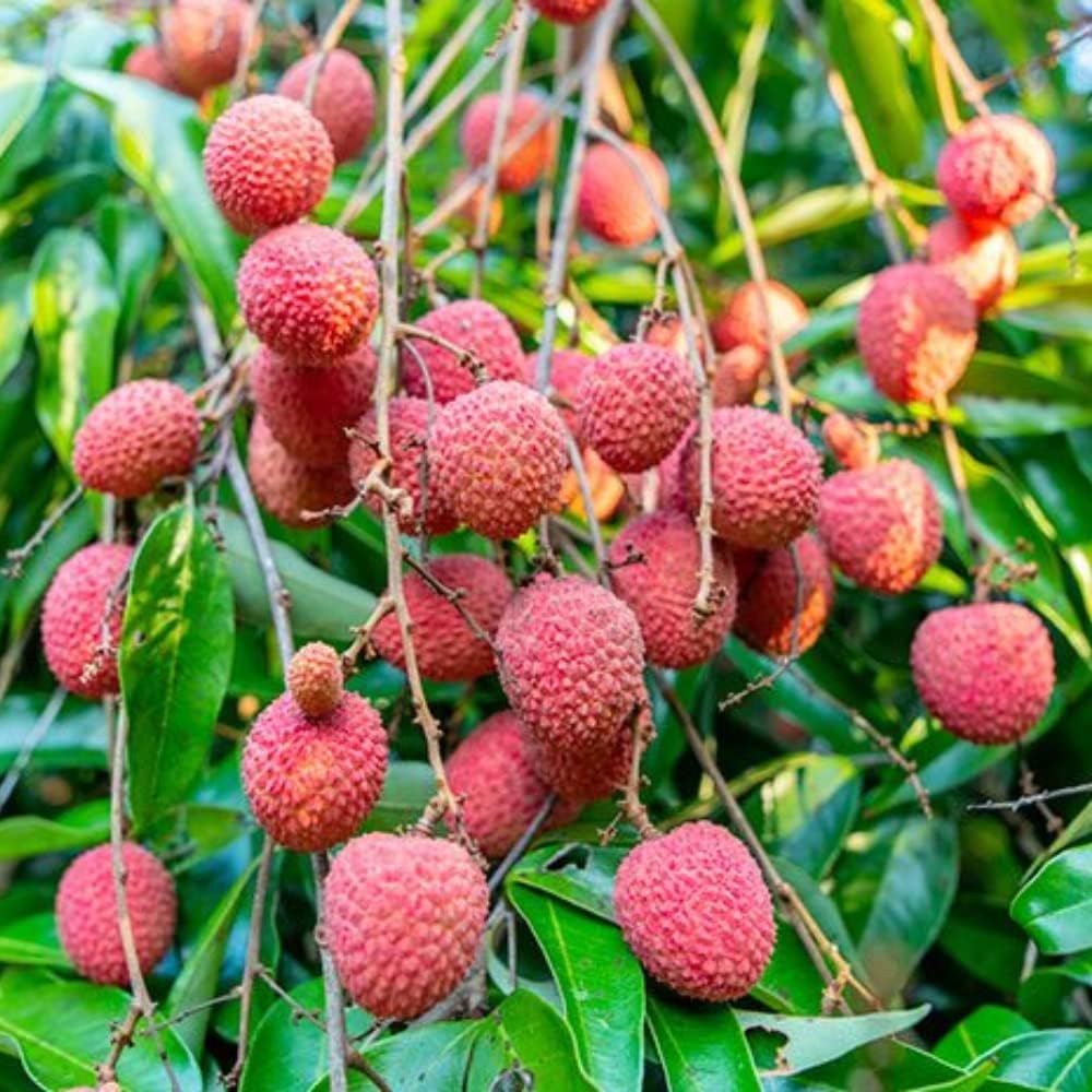 Lychee Trees Live Plants, Litchi Tree Lychee Fruit Tree