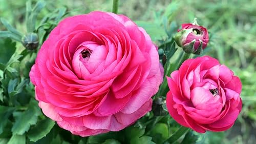 Miniatura 4 de Bulbos de ranúnculo para plantar  Flor de ranúnculo  Planta en jardines, contenedores y macizos de flores  Fácil de cultivar bulbos de flores