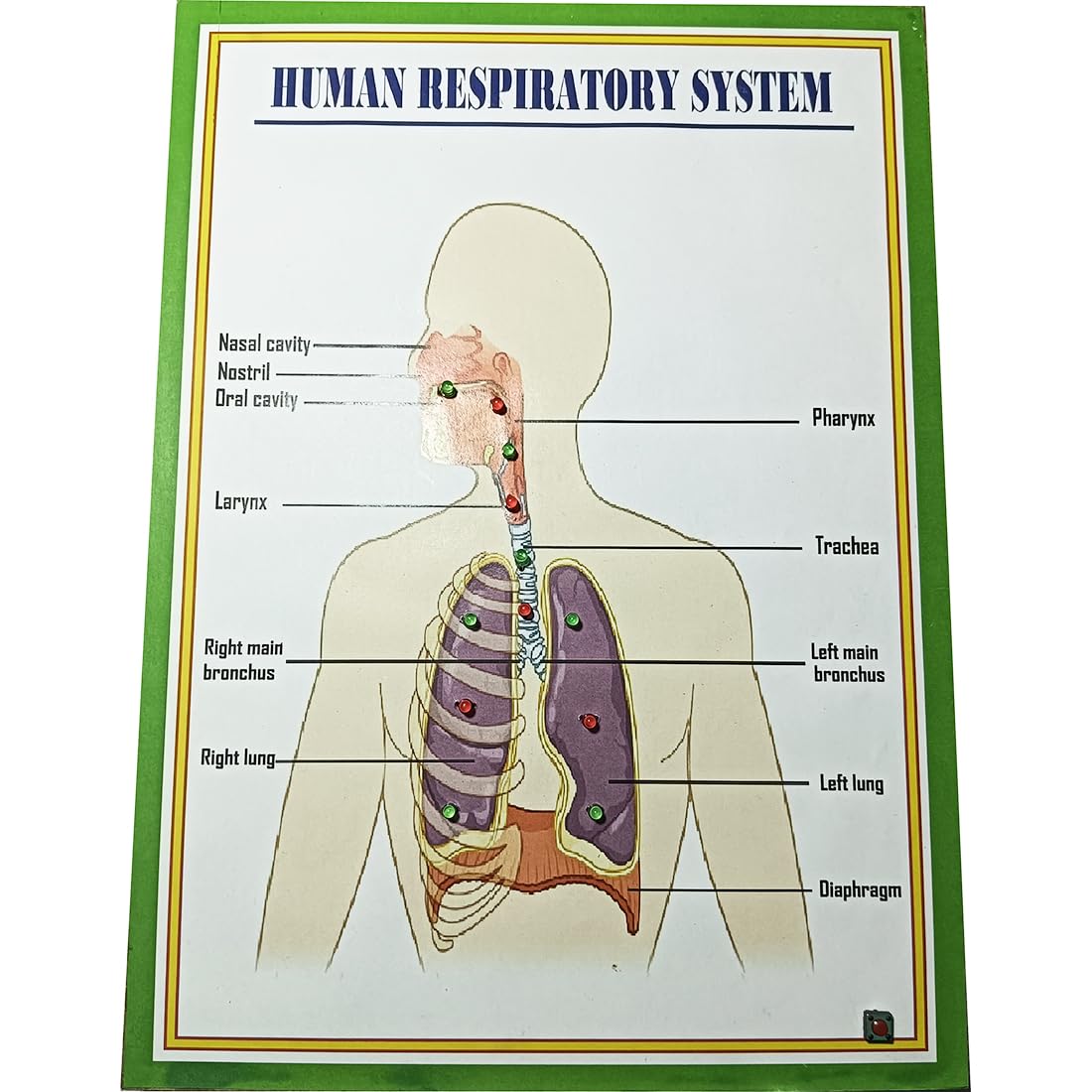 HUMAN RESPIRATORY SYSTEM WORKING PROJECT - MODEL (B0CY4YZCHC) Amazon Price History, Amazon Price Tracker