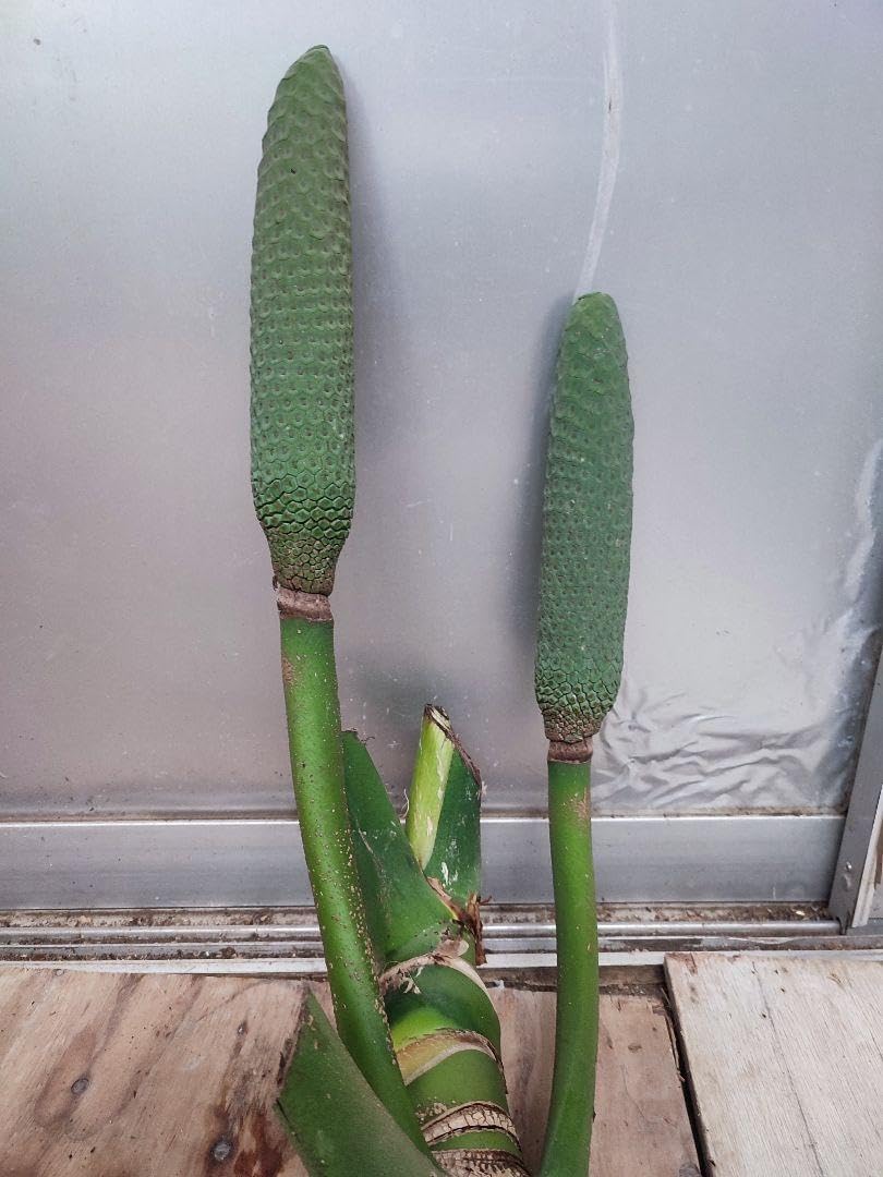 モンステラ 希少 実 大型 観葉植物