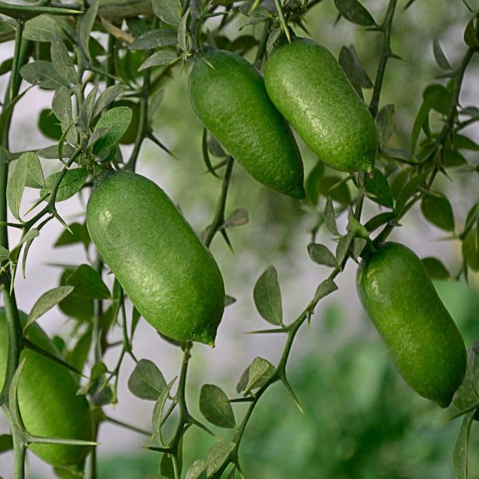 Image of GreenWorld Special & Rare Long Finger Green Australion Lime,Lemon /Lebu Plant(Australion Variety) Healthy Live Plant,'' Fruit After 1 Year''