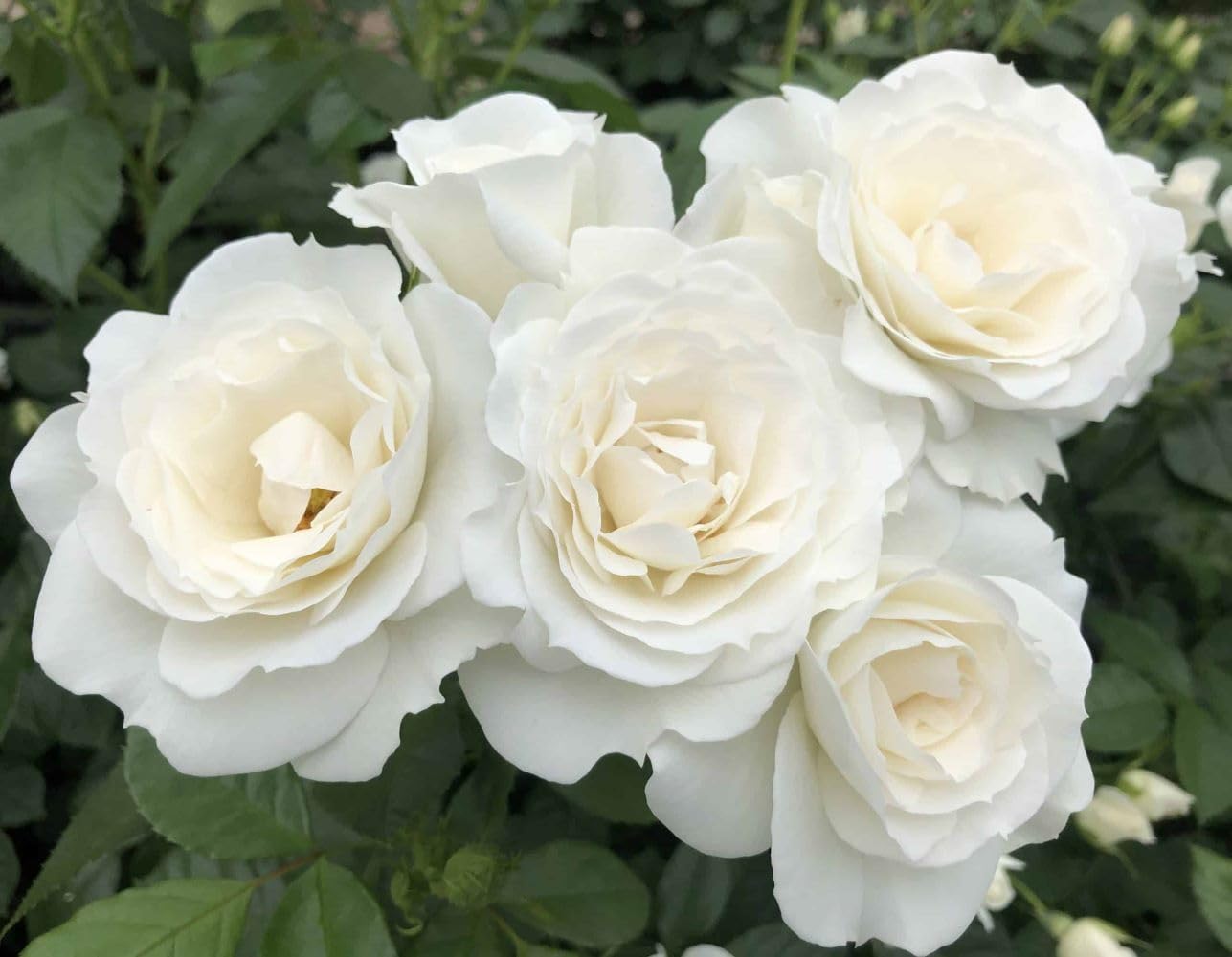 Veranda® White Shrub Rose - Live Plant - (1 QT)
