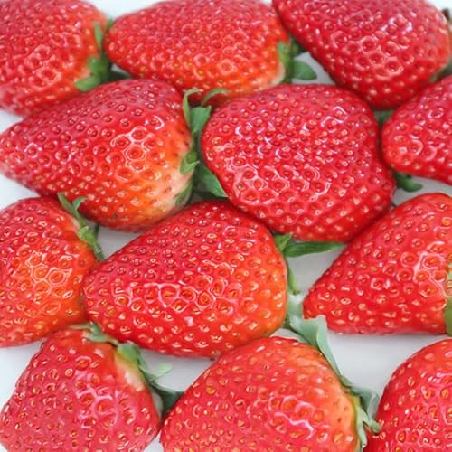 [2026年2月より順次発送予定] きらぴ香 いちご 800g 〜 1.6kg 選べる 容量 (1.6kg)