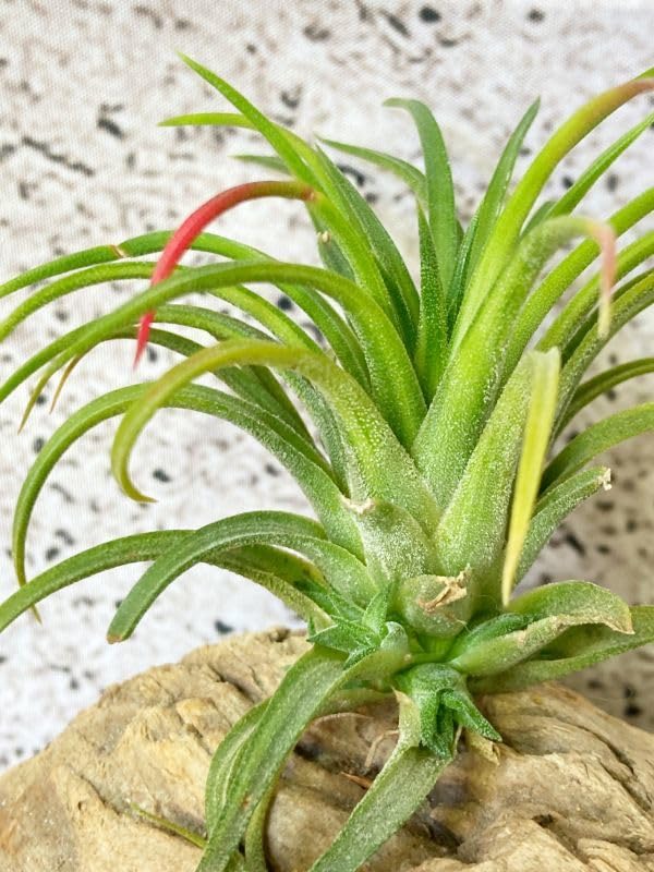 Amazon.co.jp: Frontier Plants現品チランジア イオナンタ ヴァリエ