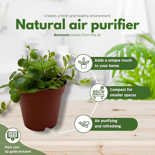 Miniatura 8 de BubbleBlooms Cadena de tortugas en una maceta de 2 pulgadas Peperomia Prostrata