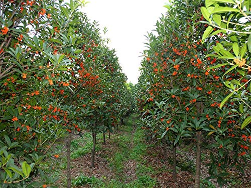 15+ Mixed Osmanthus Flower Seeds Yellow Orange Perennial Tree Shrub Bonsai Fragrant Osmanthus Fragrans #TOP3
