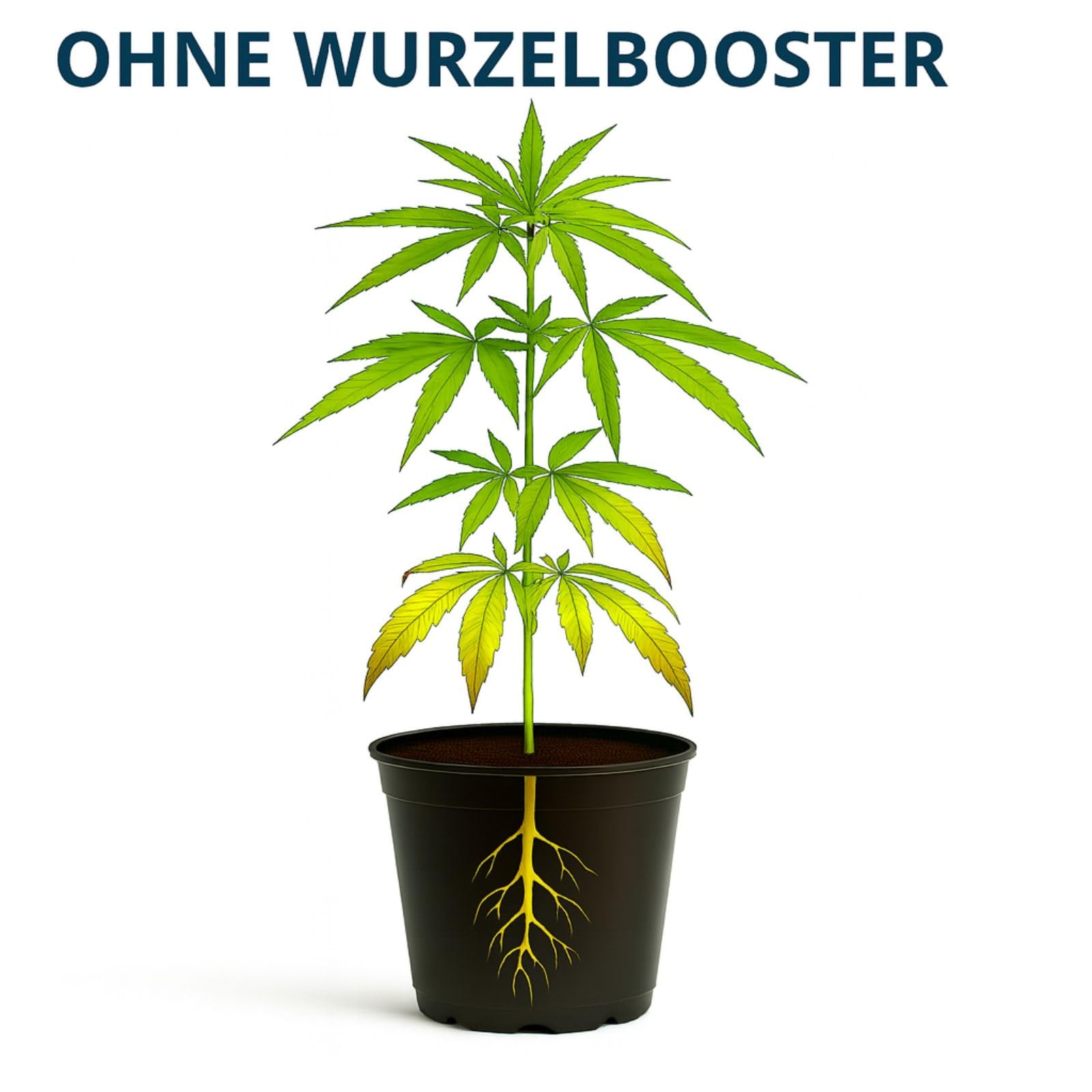 Weedness BioBizz Root Juice 1 Liter - Wurzeldnger Wurzelstimulator Grow  Bio Organischer Flssig Wurzelwachstum Wurzelaktivator Wurzelhormon :  Amazon.de: Garten