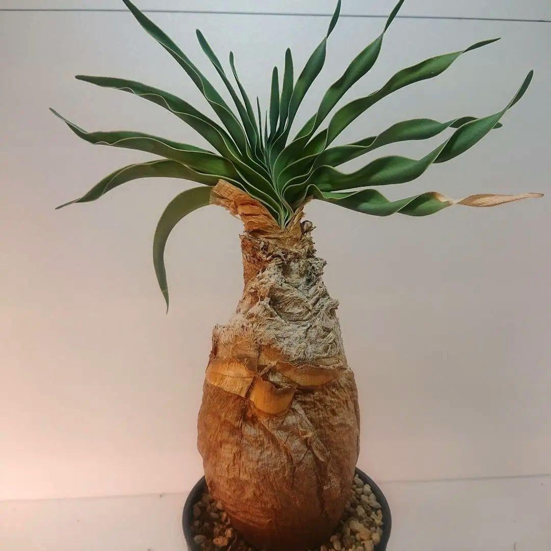 特大】ユーフォルビア 彩雲閣 トリゴナ 多肉植物 観葉植物 おしゃれ鉢