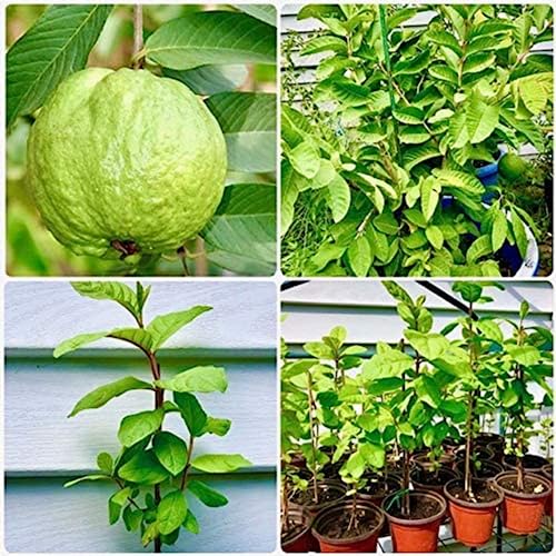 CHUXAY GARDEN White Guava Seed 25 Seeds Sweet Tropical Fruit Unique Flavor Rich in Vitamins Fast Growing & Maintain