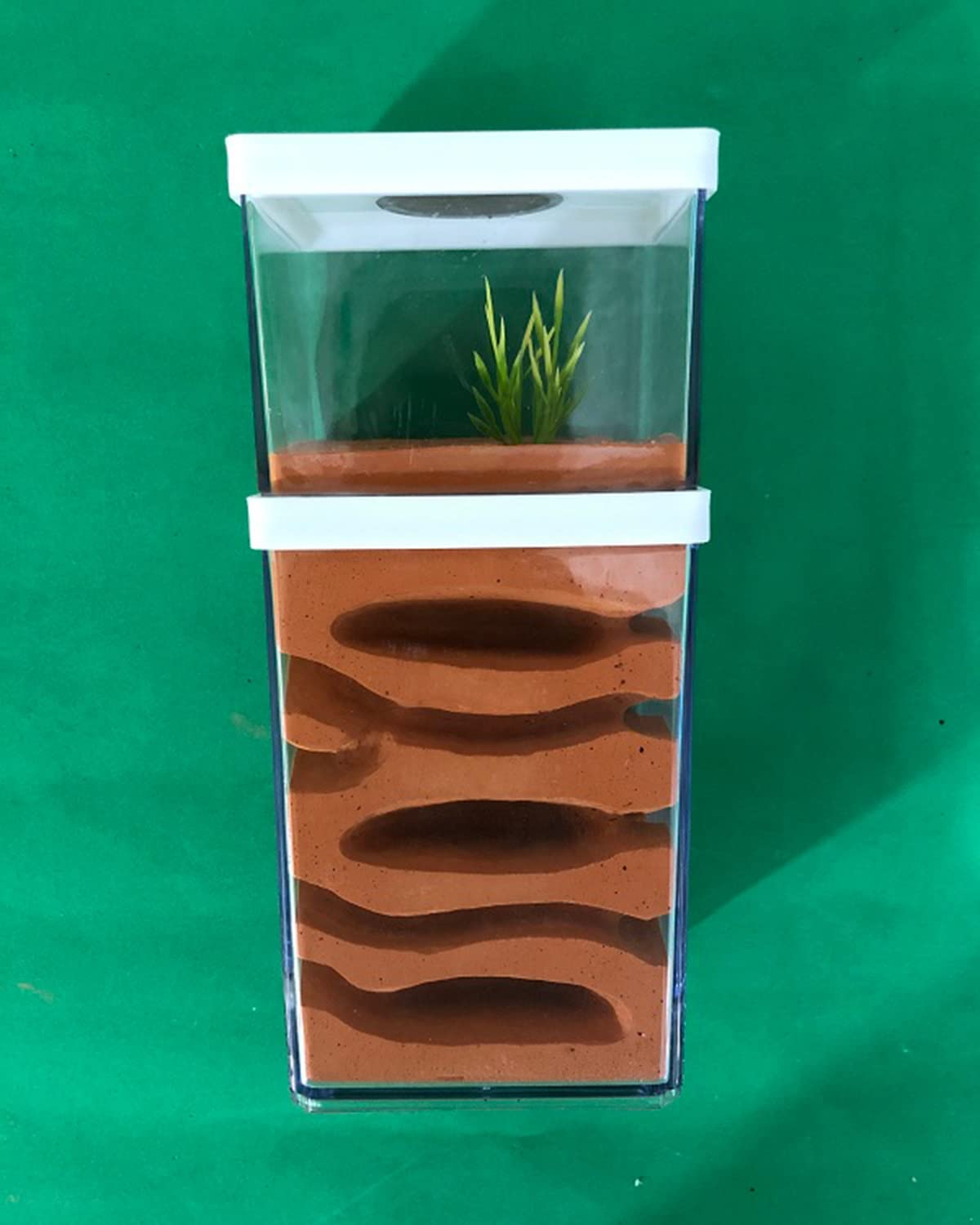 Casa Delle Formiche, Nido In Formica Gesso Fattoria Di Formicai Formicaio Formicarium AntHouse Ant Farm Scatola Per Formiche Alimentazione Habitat