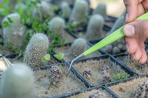 Miniatura 9 de HADIZ Juego de dos piezas de pinzas de jardín de acero inoxidable con pinzas de punta curvada para jardinería de cactus y suculentas (curvas)