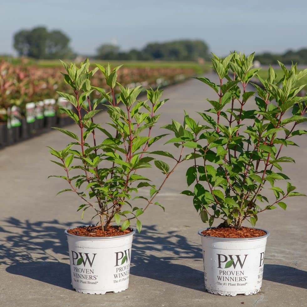 Ortensia a pannocchia 'Pinkachu' 40–50 cm Vaso – Hydrangea paniculata 'Pinkachu' – Fioritura rosa ornamentale