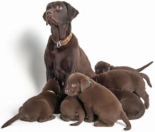 Miniatura 7 de YOY Juego de 12 collares de identificación de nailon suave para cachorros, ajustables, reutilizables, lavables, bandas de identificación de mascotas