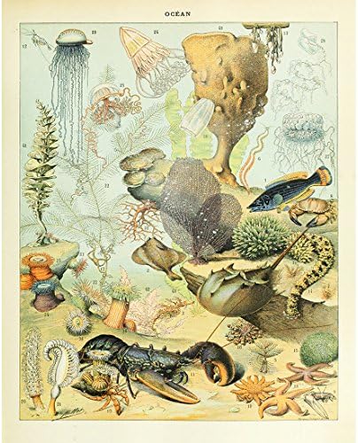 Meishe Art Vintage Poster Print Biology Botanical Science Wall Decor Sea Creature Animals Seashell Vegetables Birds Breeds Species Eggs Identification Chart Flowers Blooming Floral Set 6pcs