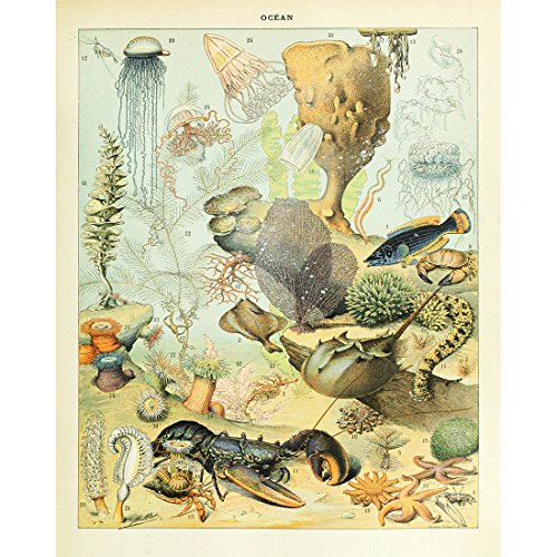 Meishe Art Vintage Poster Print Biology Botanical Science Wall Decor Sea Creature Animals Seashell Vegetables Birds Breeds Species Eggs Identification Chart Flowers Blooming Floral Set Of 6Pcs #TOP3