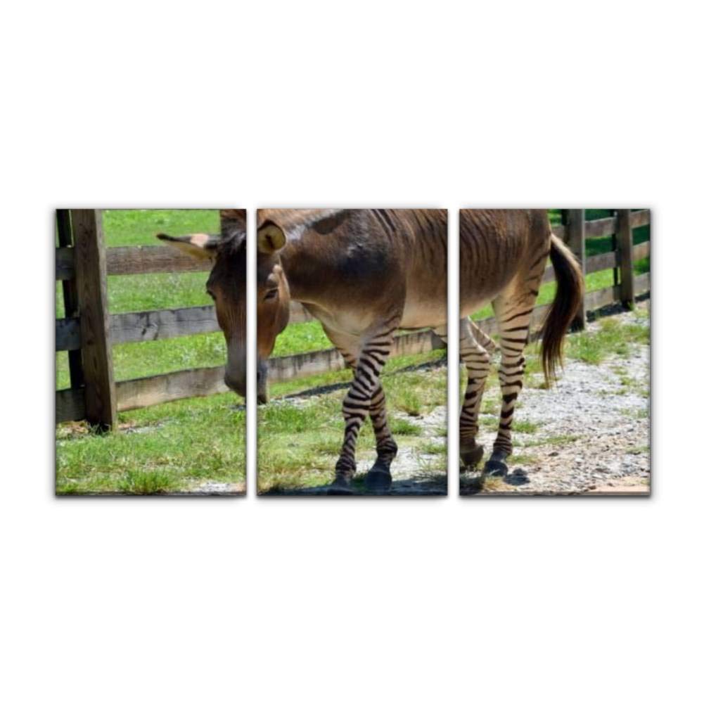 Donkey Painted Zebra