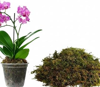 Dried Forest Sphagnum Moss for Plants & Reptiles