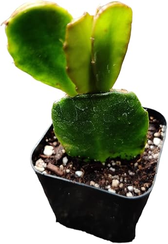 Plantas de cactus vivas navideñas (maceta de cactus de Pascua de 2 pulgadas, color aleatorio)