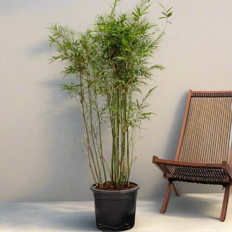 Chinese Bamboo Live Plant for Outdoor Screen & Zen Garden - pack of one | Cold-Hardy Perennial, Fast Growing, Lush Emerald Foliage, Natural Privacy Screen, Patio Specimen-image-10