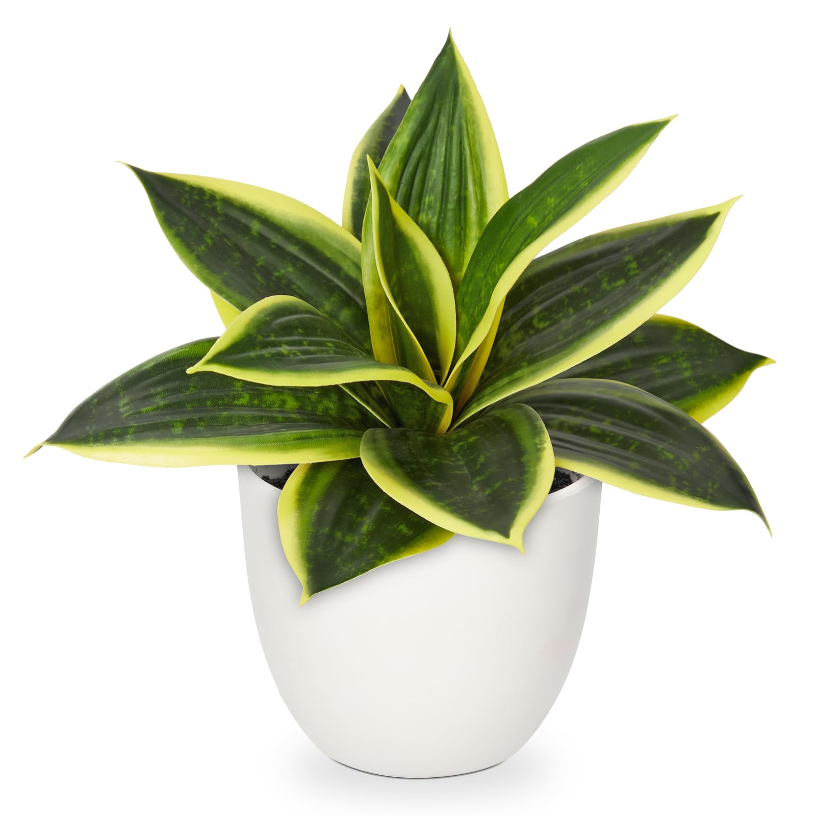 pothos with white Pothos 'Albo Variegata' – Mickey Hargitay Plants main image 0