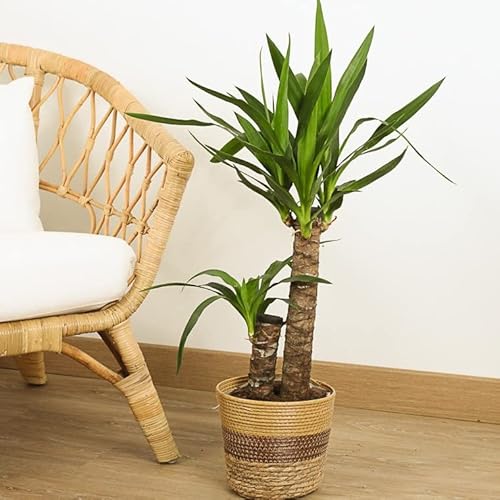 Yucca de 2 Troncos - Planta Natural de Hojas Suaves y Elegantes para Decoración