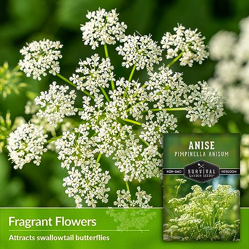 1 Pack Anise Seed for Planting with Instructions to Grow Aniseed in Your Home Herb Garden - Non-GMO Heirloom - Medicinal and Culinary - Unique Plant Seeds - Survival Garden Seeds