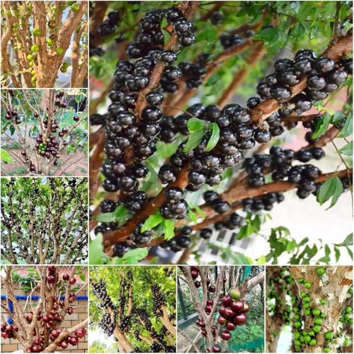 semi de la de jabuticaba Serie raras perenne resistenti arbusto ornamentale resistente facile 60pcs