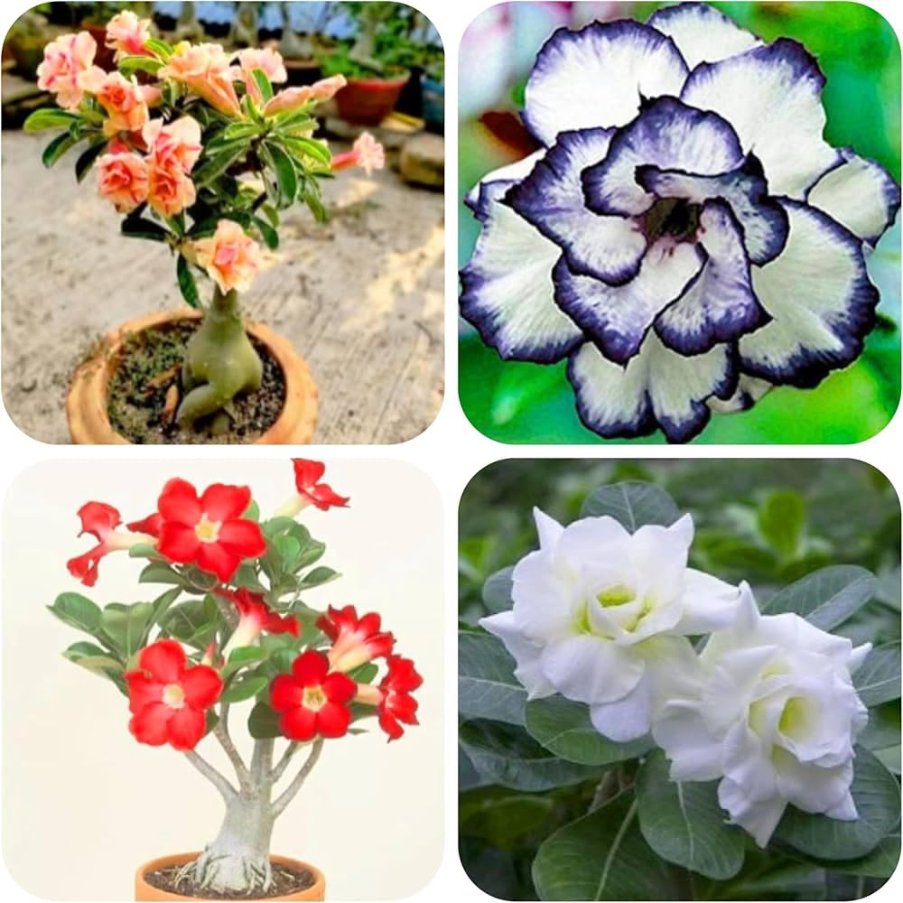 Adenium/Desert Rose Healthy Origenal Bonsai Flower Live Plant,(Pack Of 2) Indoor/Outdoor Plant Original Variety Live Plant
