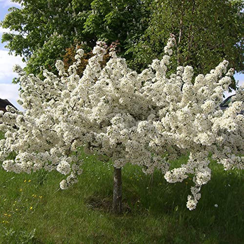 12-18" Tall Crabapple Roseglow Sargent (Malus sargentii) 1-2 Year Old Sent Dormant Bare Root.