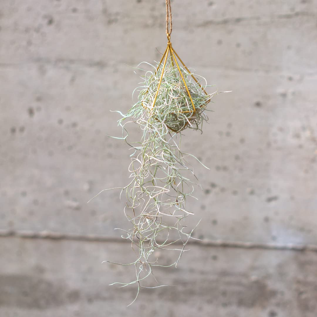 Piante Tillandsia Usneoides - Tillandsias Capelli di Fata - Garofano Pianta - Pianta Figlia del Vento - Piante Senza Terra - Muschio Vero (3, 80-90 cm)