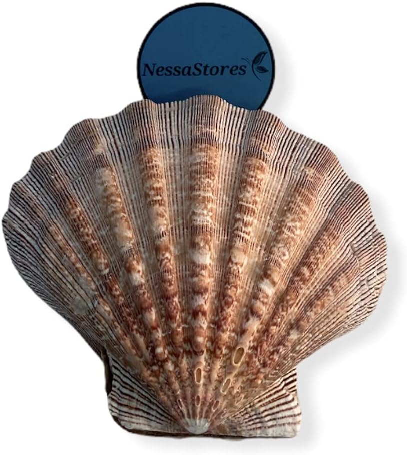 NESSASTORES - Natural Lion Paw Scallop Nautical Dish Beach Craft Sea Shell 5"-6" #JC-026 (6 Pairs)