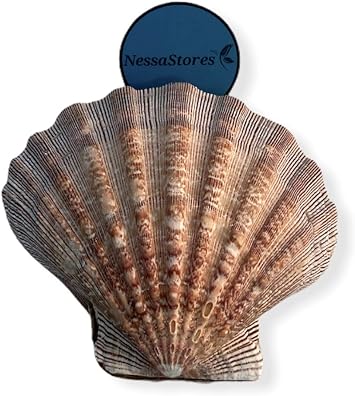 NESSASTORES - Natural Lion Paw Scallop Nautical Dish Beach Craft Sea Shell 5"-6" #JC-026 2 Pairs