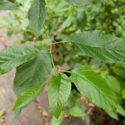 Alnus Japonica (Japanese Alder) Tree Seeds, Attractive Appearance and Environmental