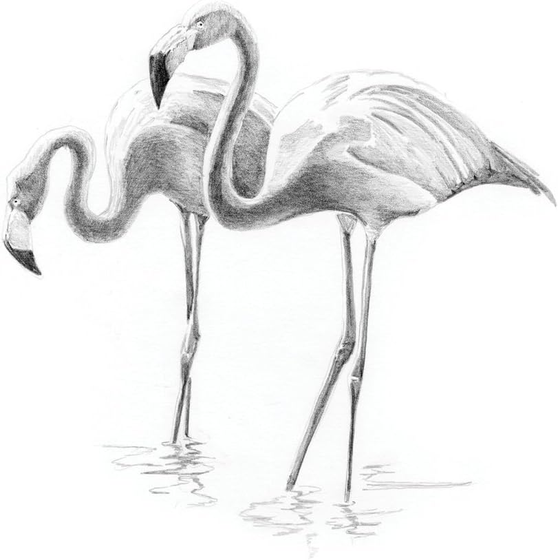 Royal & Langnickel Sketching Made Easy Mini Flamingoes • Colemans