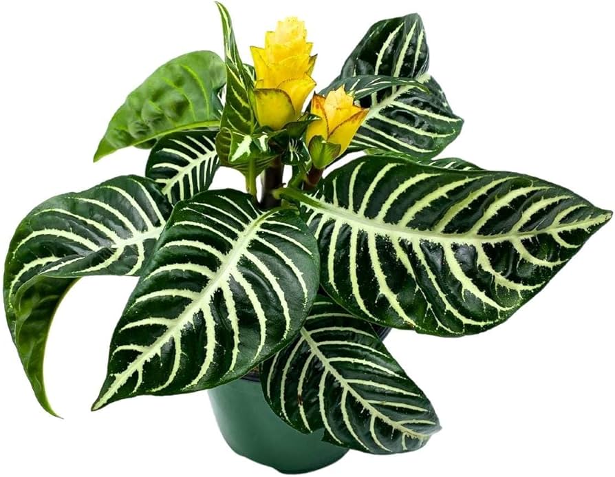 Amazon.com : BubbleBlooms Saffron Spike Zebra Plant, Aphelandra