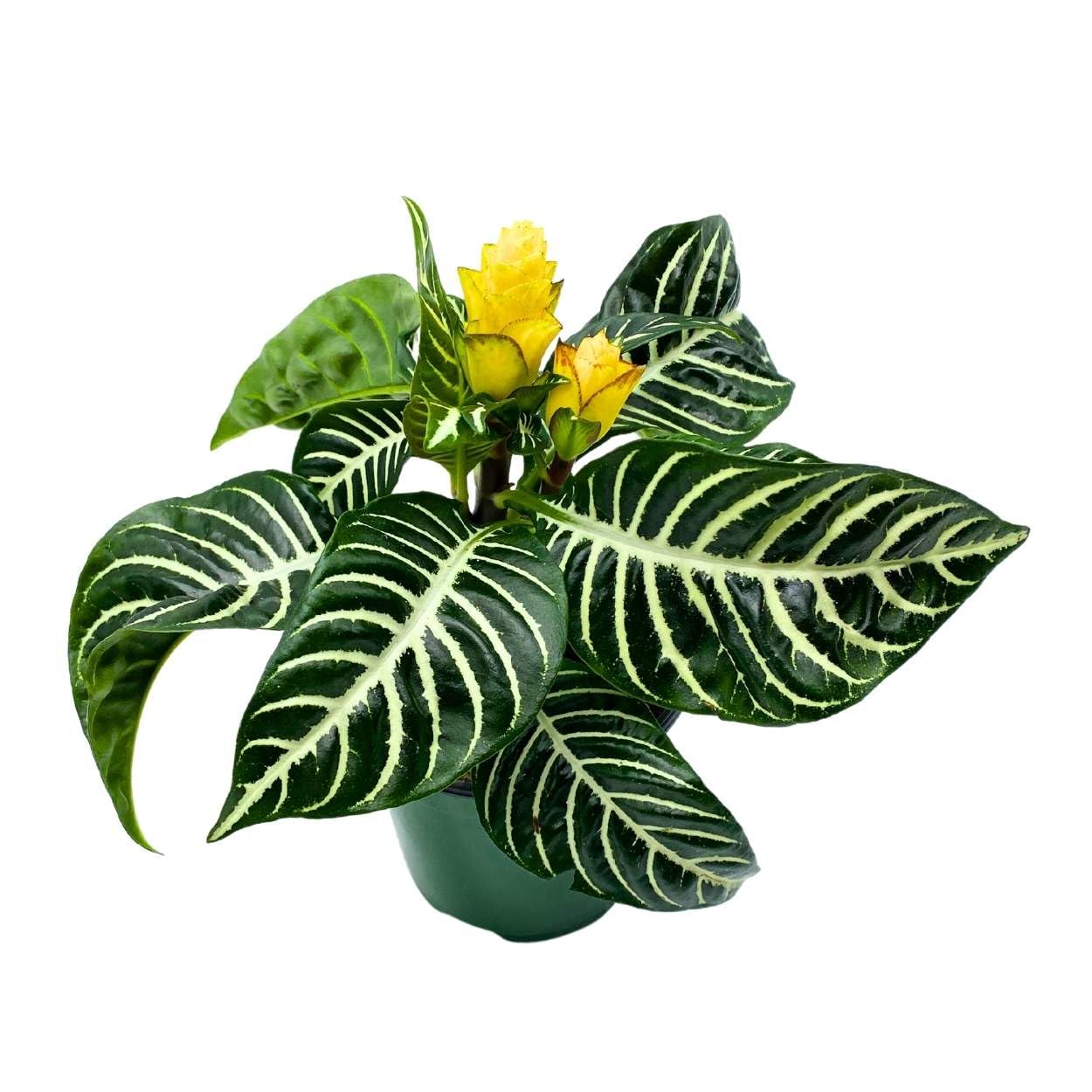 BubbleBlooms Saffron Spike Zebra Plant