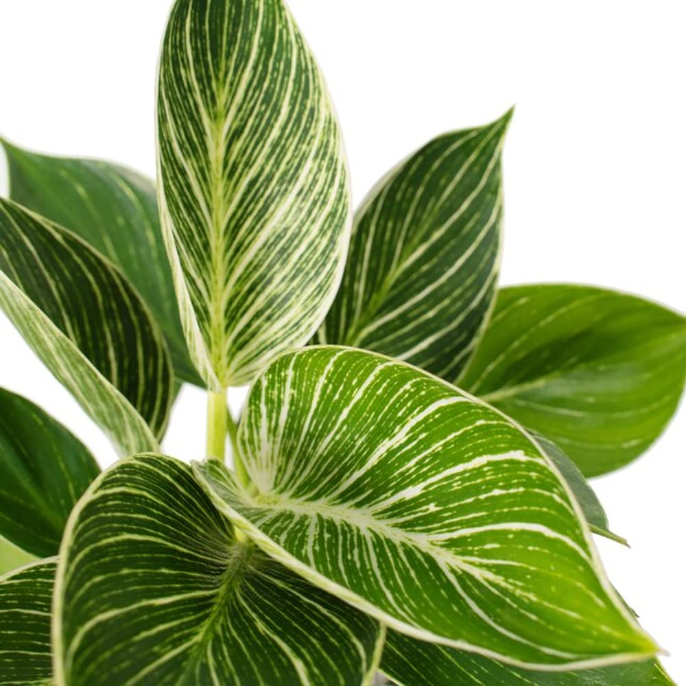 Rare Philodendron Birkin Plant - White Fern -2 Rare Philodendron Birkin Plant - White Fern -2