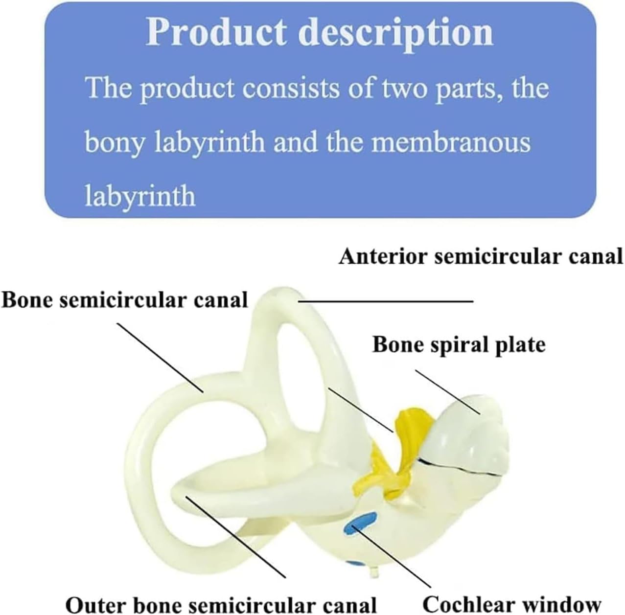 Inner Ear Labyrinth Magnification Model,Detachable Bony Labyrinth & Membranous Labyrinth Learning Anatomical Model,16X32CM