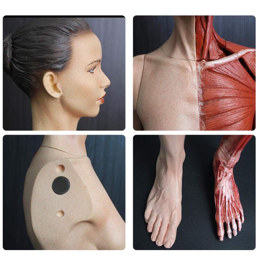 Modèle D'Anatomie Humaine Féminine De 23,6 Pouces / 60 Cm - Figure D'Anatomie Humaine - pour Dessiner Un Outil d'art De Référence Médicale