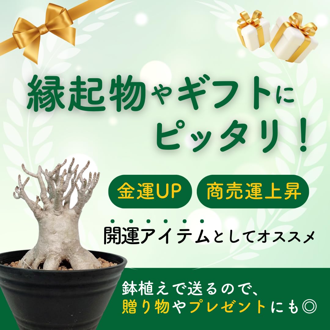 Amazon｜アデニウム アラビカム 鉢植え 砂漠のバラ デザート