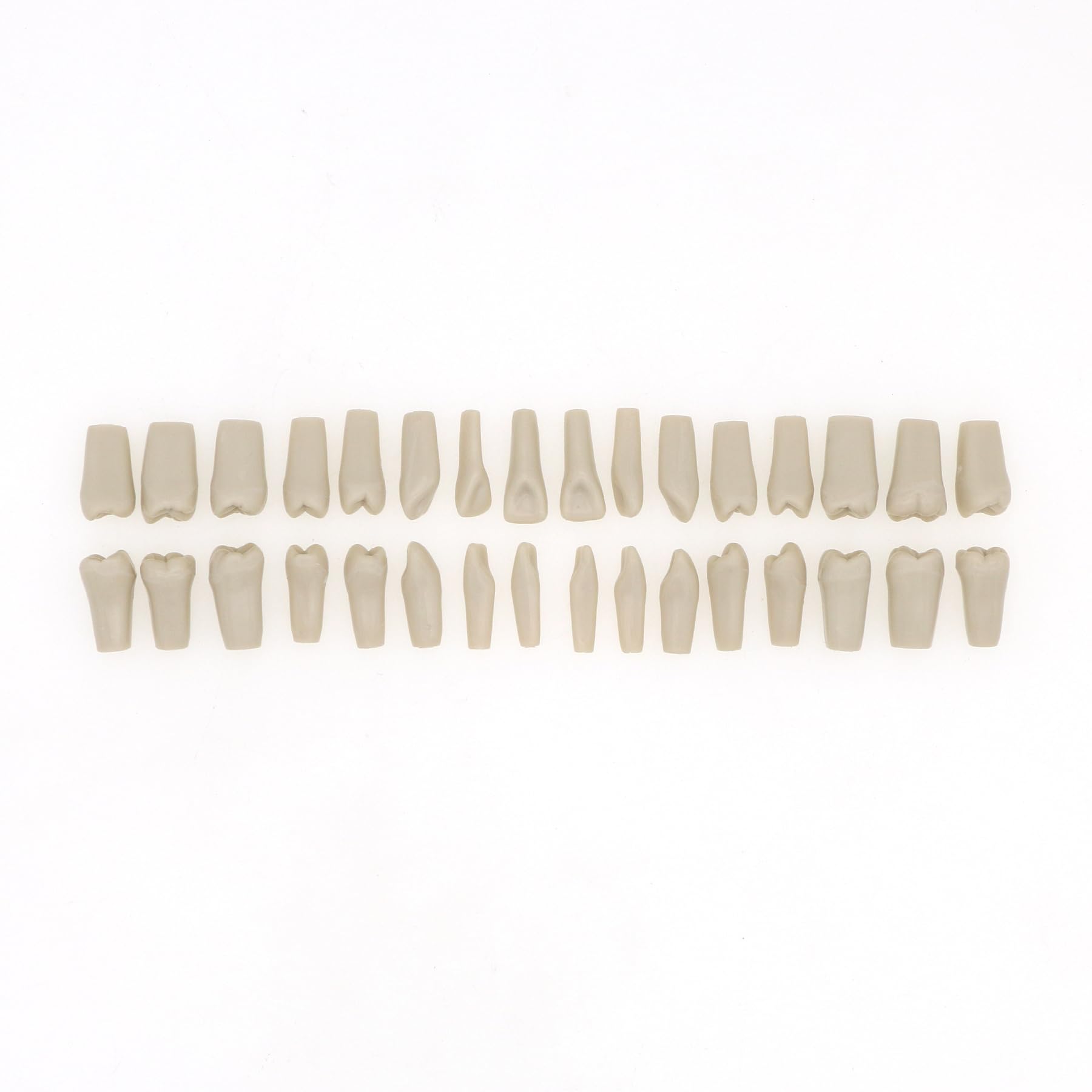Dentalmall Dental Columbia 860 Type 32 Pcs Removeable Teeth Typodont Exam Restorative Model M8030 (T-8030-32Pcs Replace Teeth)